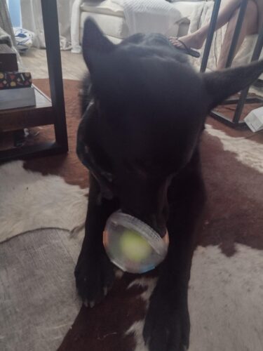 PawKick™ Durable Soccer Toy – Bouncy. Bite-Resistant & Fun  Buy one get one free, double the fun photo review