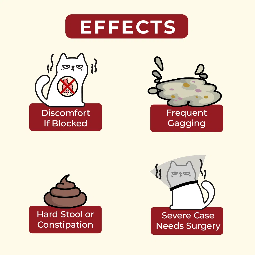 𝐍𝐔𝐓𝐑𝐈𝐏𝐋𝐔𝐆 – 𝐂𝐀𝐓 𝐆𝐑𝐀𝐒𝐒 𝐌𝐄𝐀𝐓𝐘 𝐖𝐄𝐓 𝐁𝐎𝐎𝐒𝐓𝐄𝐑